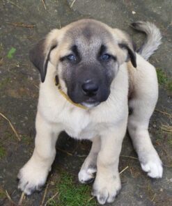 Anatolian Shepherd Puppy