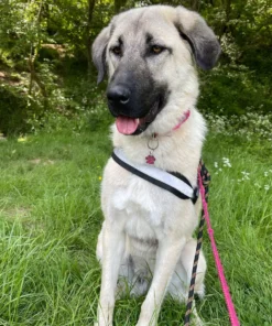 Anatolian Shepherds