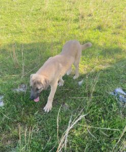 Anatolian Shepherd Puppy