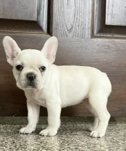 French Bulldogs