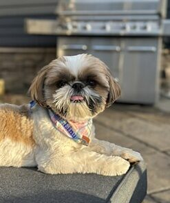 Shih Tzu