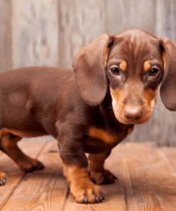 Dachshund
