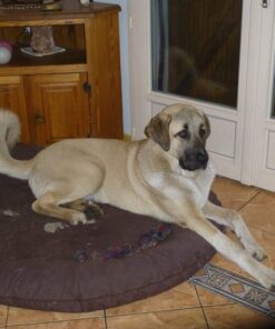 Anatolian Shepherd Puppy