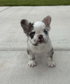 French bulldog puppy