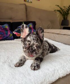 French bulldog puppy