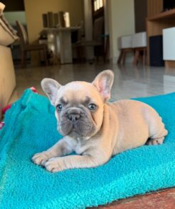 French bulldog puppy