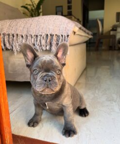 French bulldog puppy