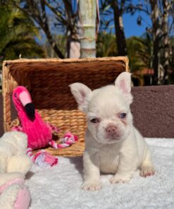 French bulldog puppy