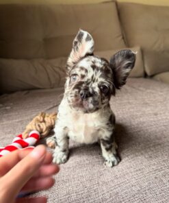French bulldog puppy