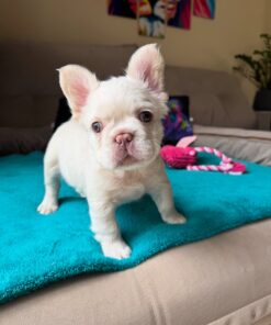French bulldog puppy