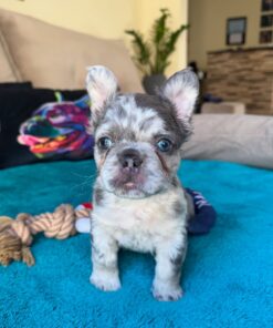 French bulldog puppy