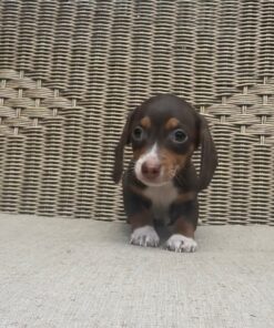 Dachshund baby puppy