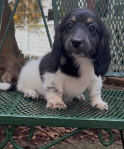 Dachshund baby Puppies