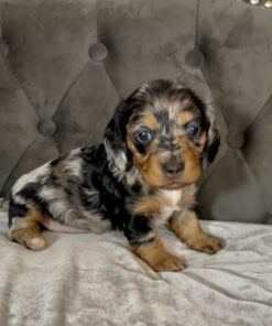 Dachshund baby Puppy
