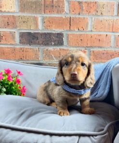 Dachshund baby puppy