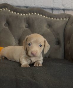 Dachshund baby puppy