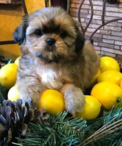 Shihtzu puppy