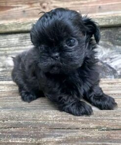 Shihtzu puppy