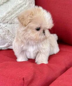 Shihtzu puppy