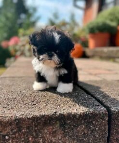 Shihtzu Puppy