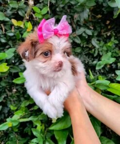 Shihtzu puppy