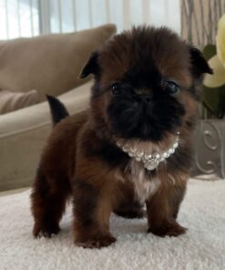 Shihtzu puppy