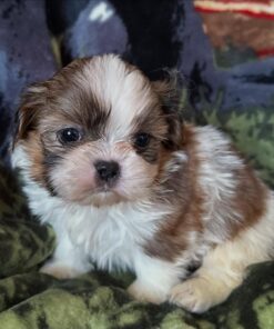Shihtzu puppy